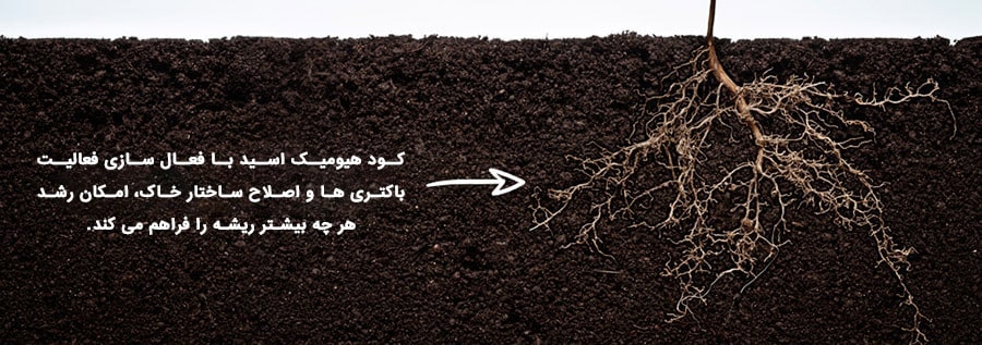 کود هیومیک اسید با فعال سازی فعالیت باکتری ها و اصلاح ساختار خاک، امکان رشد هر چه بیشتر ریشه را فراهم می کند.