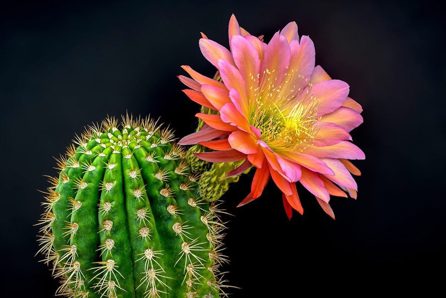 چرا کاکتوس من گل نمی‌دهد؟ [شرایط لازم برای گلدهی کاکتوس] باغ ارم